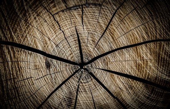 the texture of a wooden slice with cracks photo