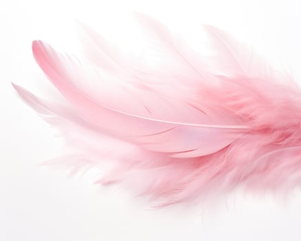 Pink feather isolated photo