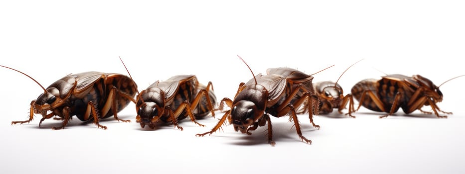 Cockroaches isolated on a white background. Close-up. 3d render. AI Generative photo