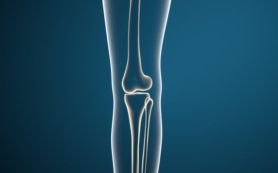 Leg bones and knees, 3d rendering. photo