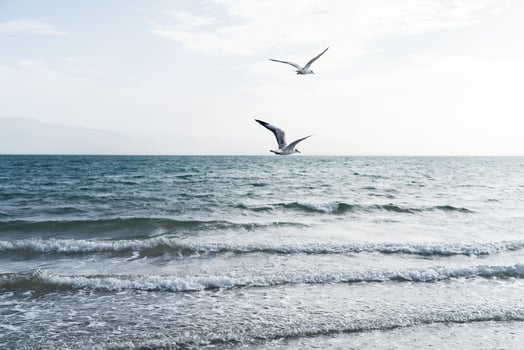 Sea birds fly together along the lakeside. photo