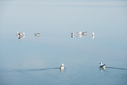 Birds in the clean lake, natural scenery. photo