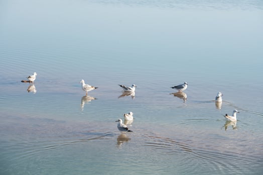 Birds in the clean lake, natural scenery. photo