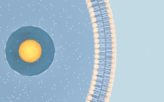 Internal structure of an animal cell, 3d rendering. Section view. photo