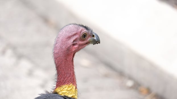 Turkey on the streets photo