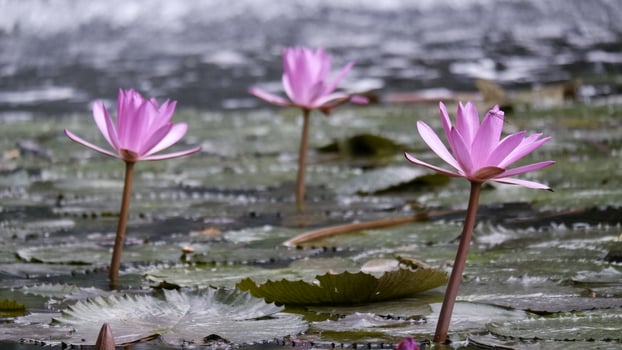 Three pink flowers on the lake in the rain photo
