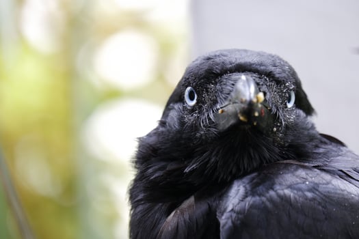 Blue eyed crow photo