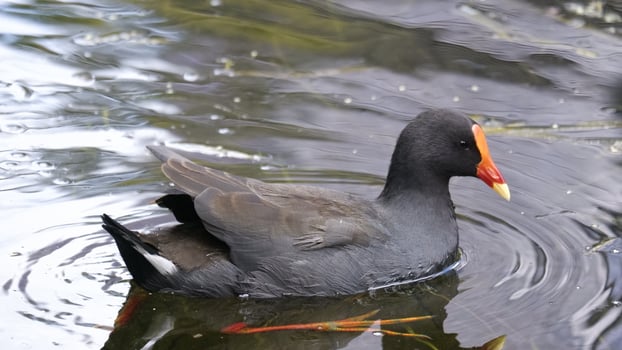 Bird on the lake photo