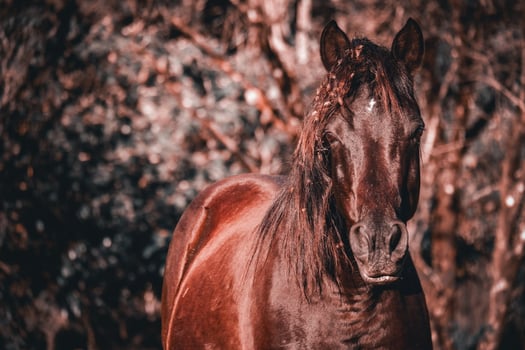 Wild brown horse in spring photo