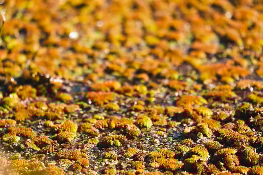 Yellow lake surface photo