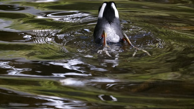 Bird on the lake photo