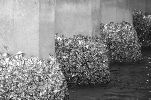 Clams under the bridge photo