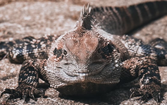 Australian water dragon photo