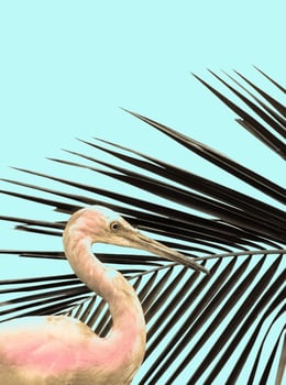 Australian white faced heron photo
