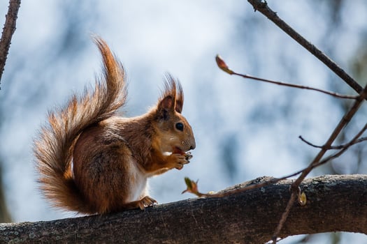 Squirrel sits on a tree photo