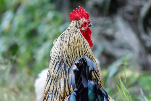 beautiful cock on grass background photo