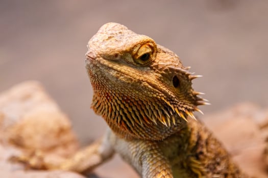 Beautiful Lizard Bearded Agama, Pogona vitticeps photo