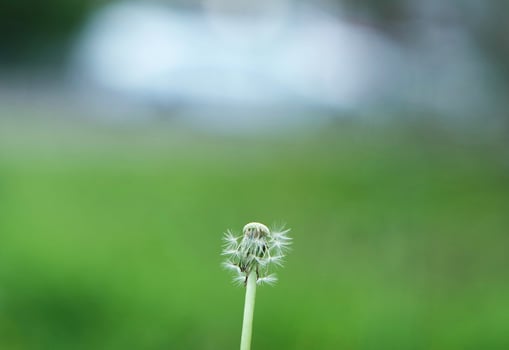Close Up Image of Plant and Flower photo