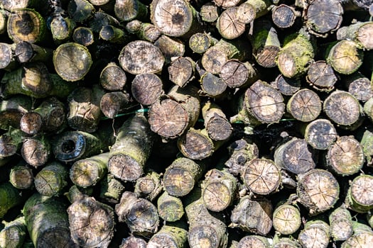 Photography on theme big wall of stacked oak tree logs in cracks photo