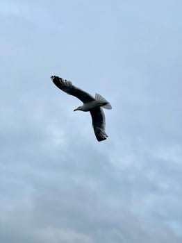 Seagull flying in the sky over Lake Baikal photo