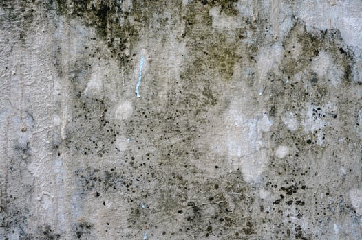 Close up old dirty grunge moss textured wall photo