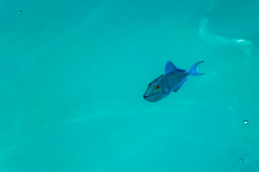 Snorkeling underwater views fish Corals turquoise water Rasdhoo island Maldives. photo