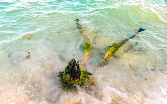 Beautiful Caribbean beach with washed up tree trunk wood Mexico. photo