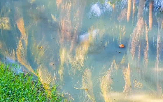 Green beautiful tropical river Freshwater Lagoon in Puerto Escondido Mexico. photo