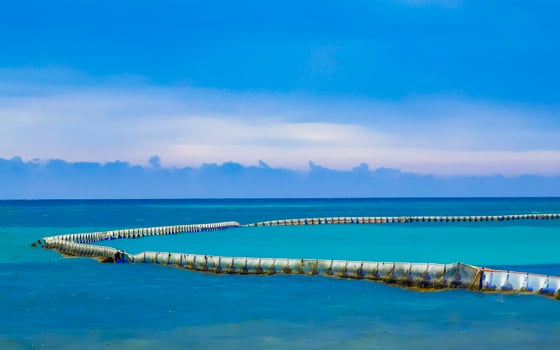 Seaweed Sargazo net caribbean beach water Playa del Carmen Mexico. photo