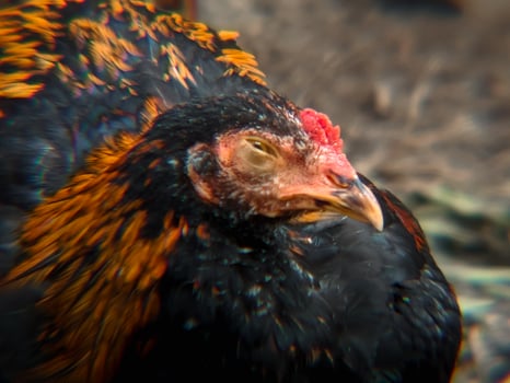 A close-up of a rooster resting or sleeping photo
