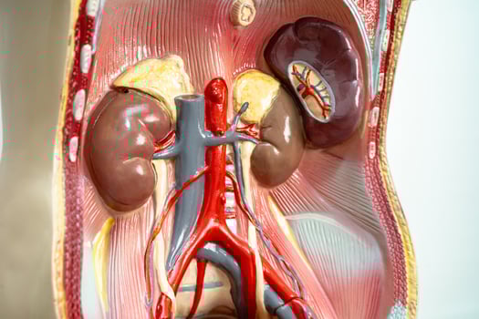 Human kidney model anatomy for medical training course, teaching medicine education. photo