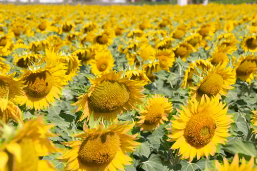 field of sunflowers photo