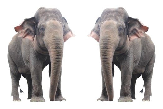 elephant in the zoo with animal theme photo