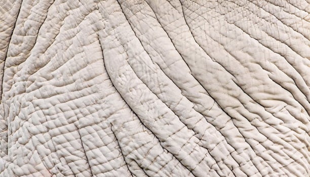 elephant skin seamless texture photo