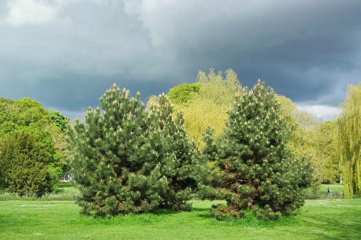 Gorgeous Low Angle View of Local Public Park of Luton England UK photo