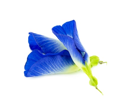 Butterfly Pea flower on white background photo