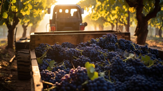 Generative AI, Fresh grapes in a truck, grape harvest at a vineyard photo