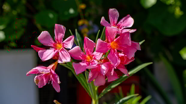fragrant oleander, oleander, rose bay, sweet oleander blooming in the garden photo