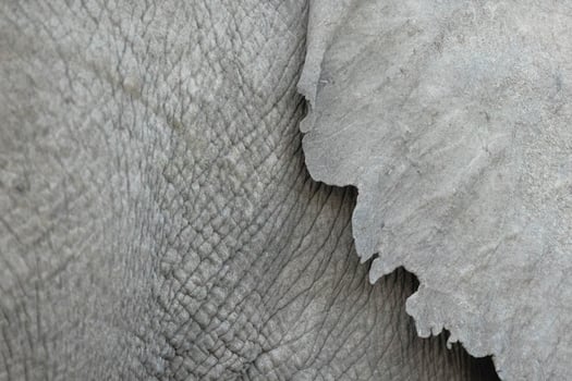 Detail of elephant skin and its large ear. photo