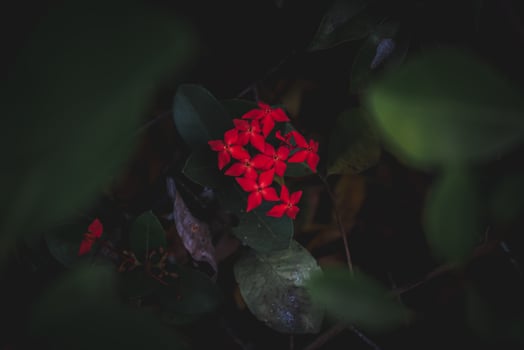 Red Ixora flower in garden photo
