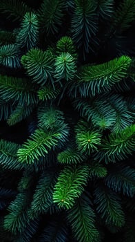 Festive Evergreen Boughs - Generative AI photo
