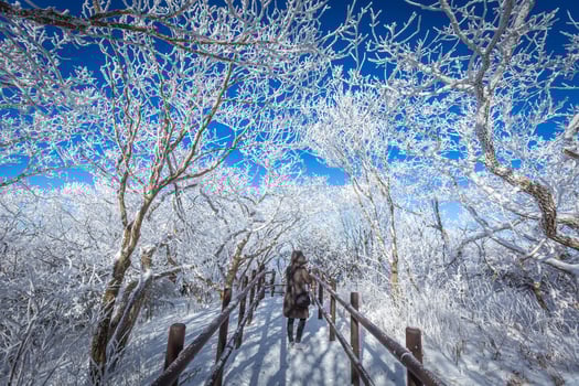 Atop the snow-capped Deogyusan mountains on a clear day and the snow blown by the wind  in winter,South Korea. photo