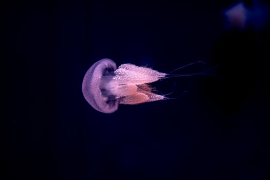 Jellyfish in action in the aquarium with beautiful color photo