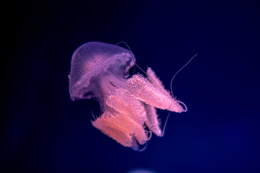 Jellyfish in action in the aquarium with beautiful color photo