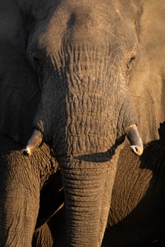 Close up of a large male bull elephant in Namibia. photo