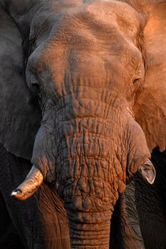 A large bull Elephant portrait in warm afternoon light, Namibia. photo