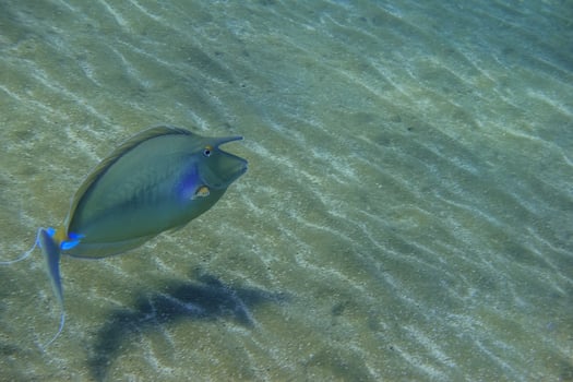 bluespine unicornfish swimming near the sandy seabed in the red sea photo