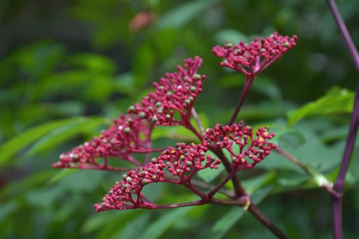 Red needle flower, small petals in the garden, Bangkok, Thailand photo