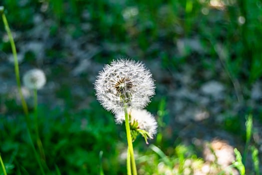 Beautiful wild growing flower seed dandelion on background meadow photo