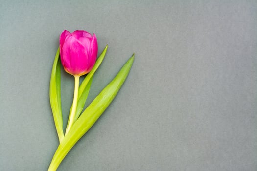 Lonely pink tulip with green leaves on a solid dark background. Copy space photo